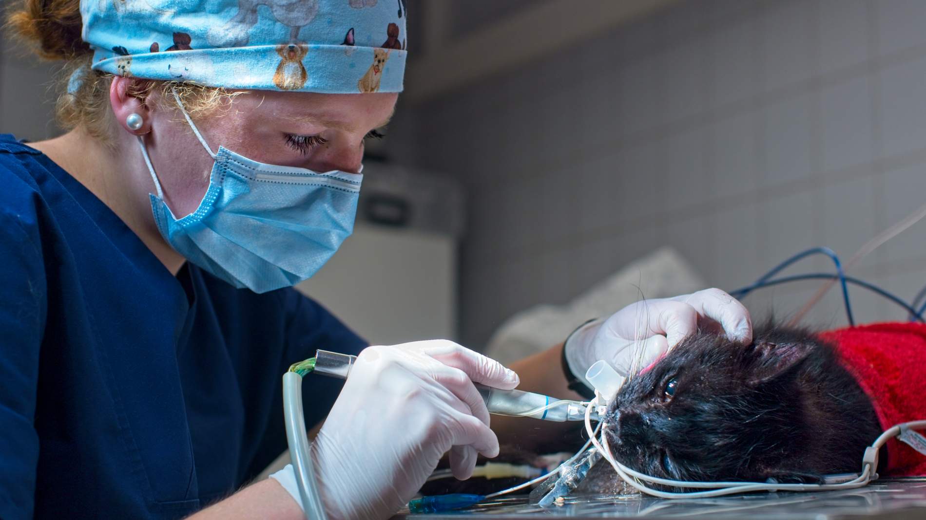 Auch Tiermedizin fotografieren wir